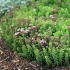 Gdzie zbierać i jak przygotować oregano (oregano)